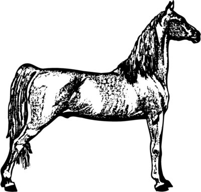 HORSE023