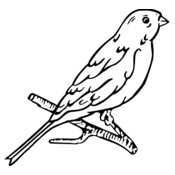 BIRD015